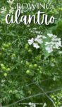 cilantro plant with flowers and seeds.