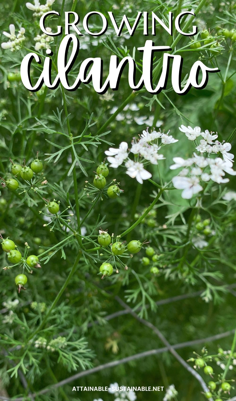 cilantro plant with flowers and seeds. 