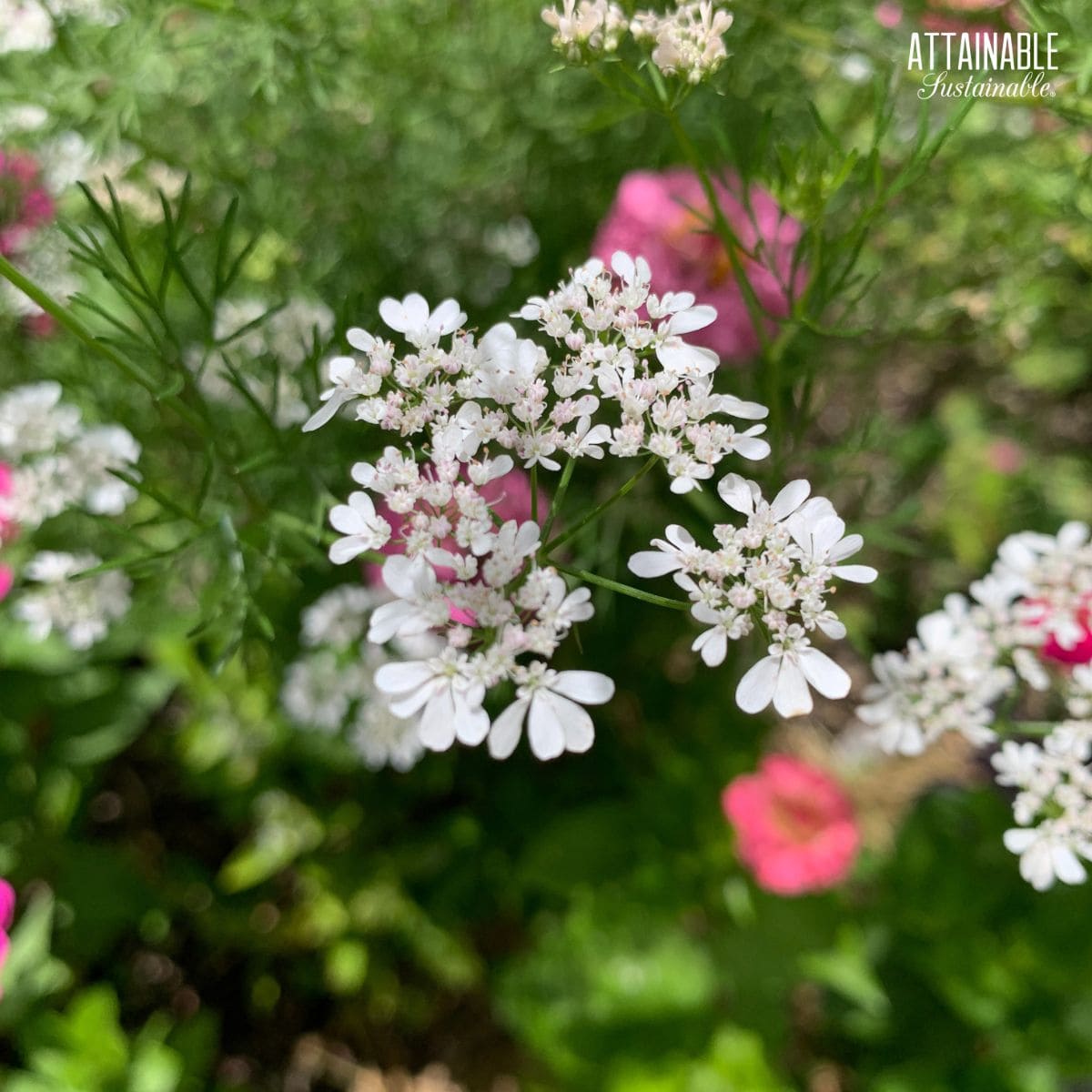 dainty white flowers on a cilantro plant.