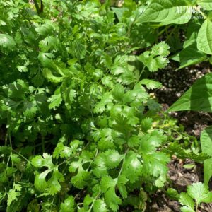 Bright green cilantro plant growing in a garden.