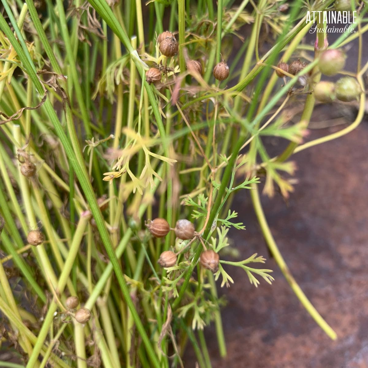 browning cilantro seeds on green stems.