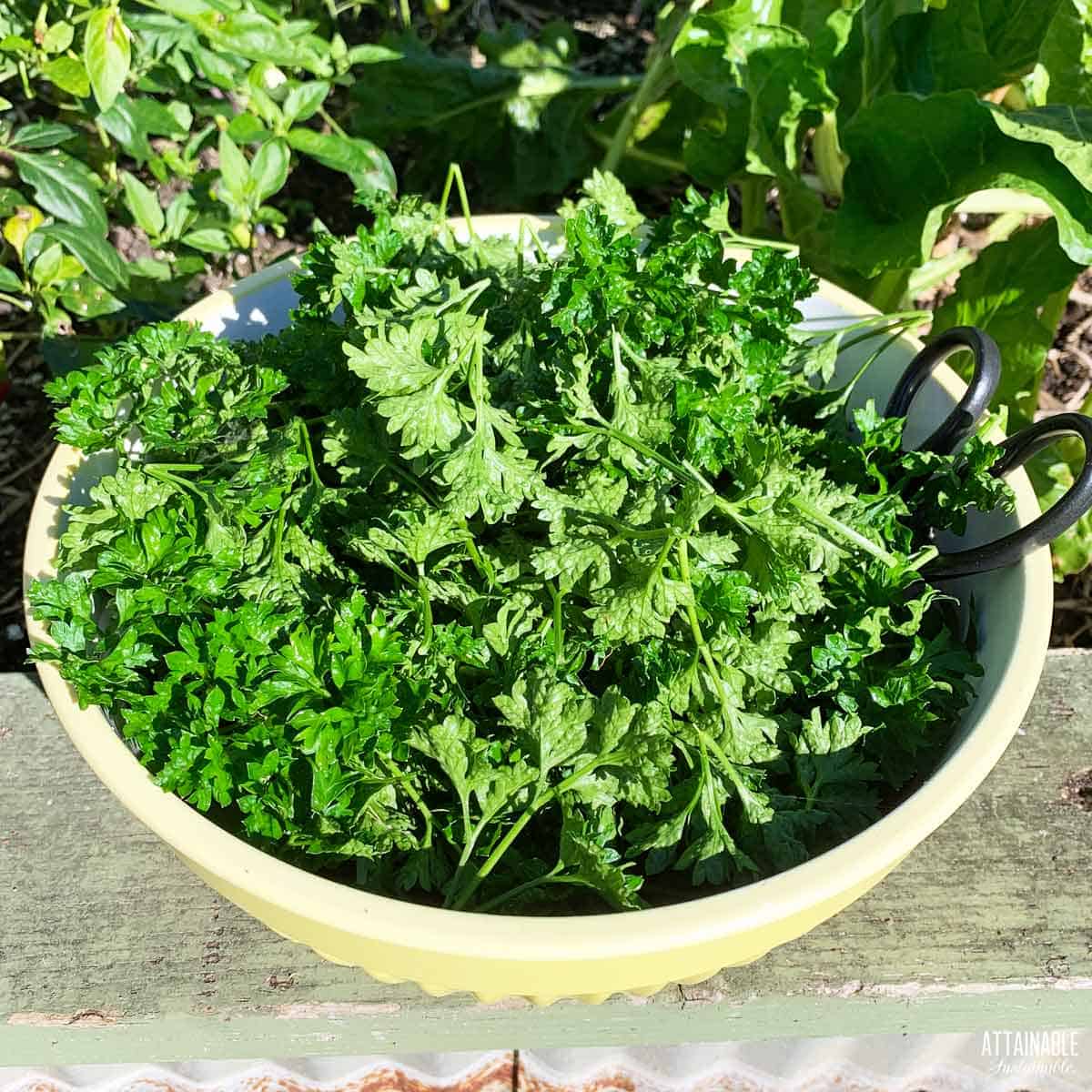 bowl full of freshly harvested parsley.