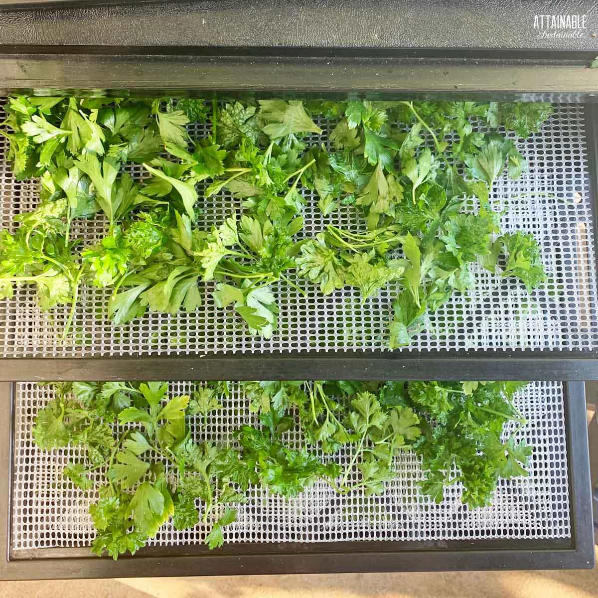 fresh parsley on drying trays in a dehydrator.