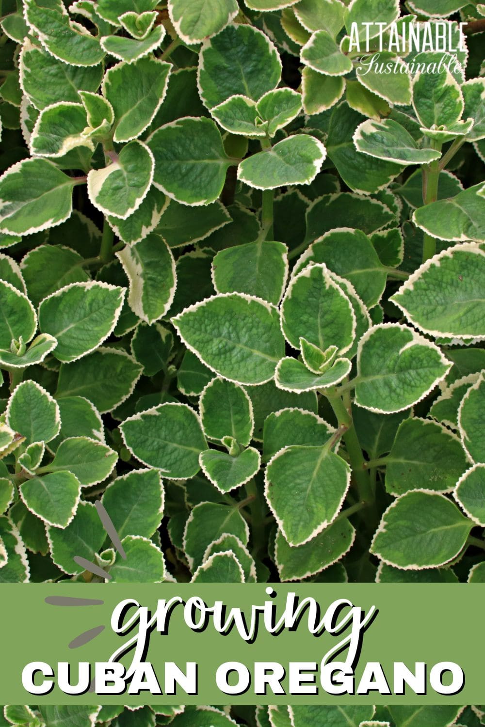 Close up of leaves on a variegated cuban oregano plant.