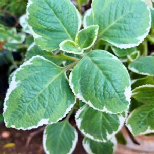 leaves of a variegated cuban oregano plant.