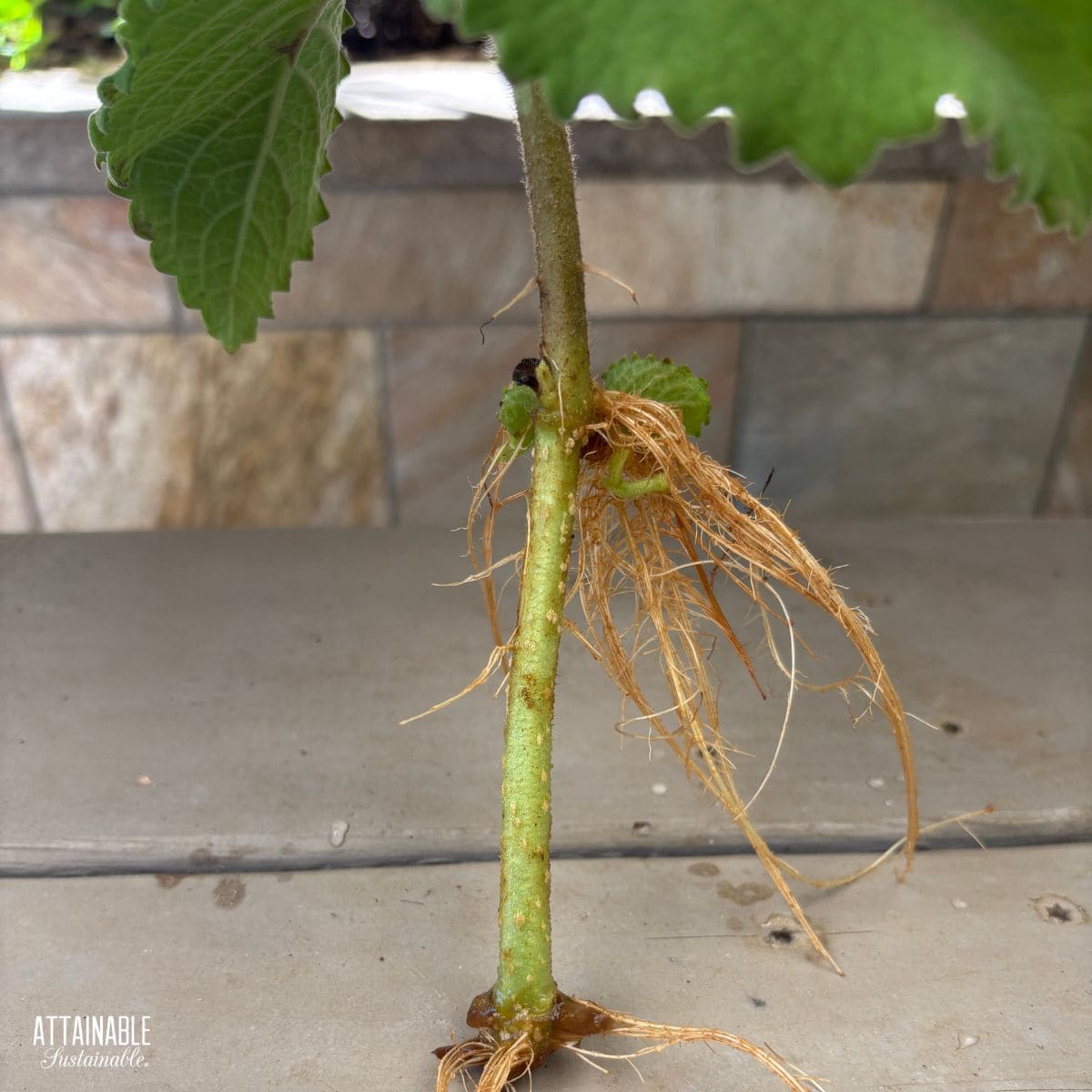 roots growing from a cutting.