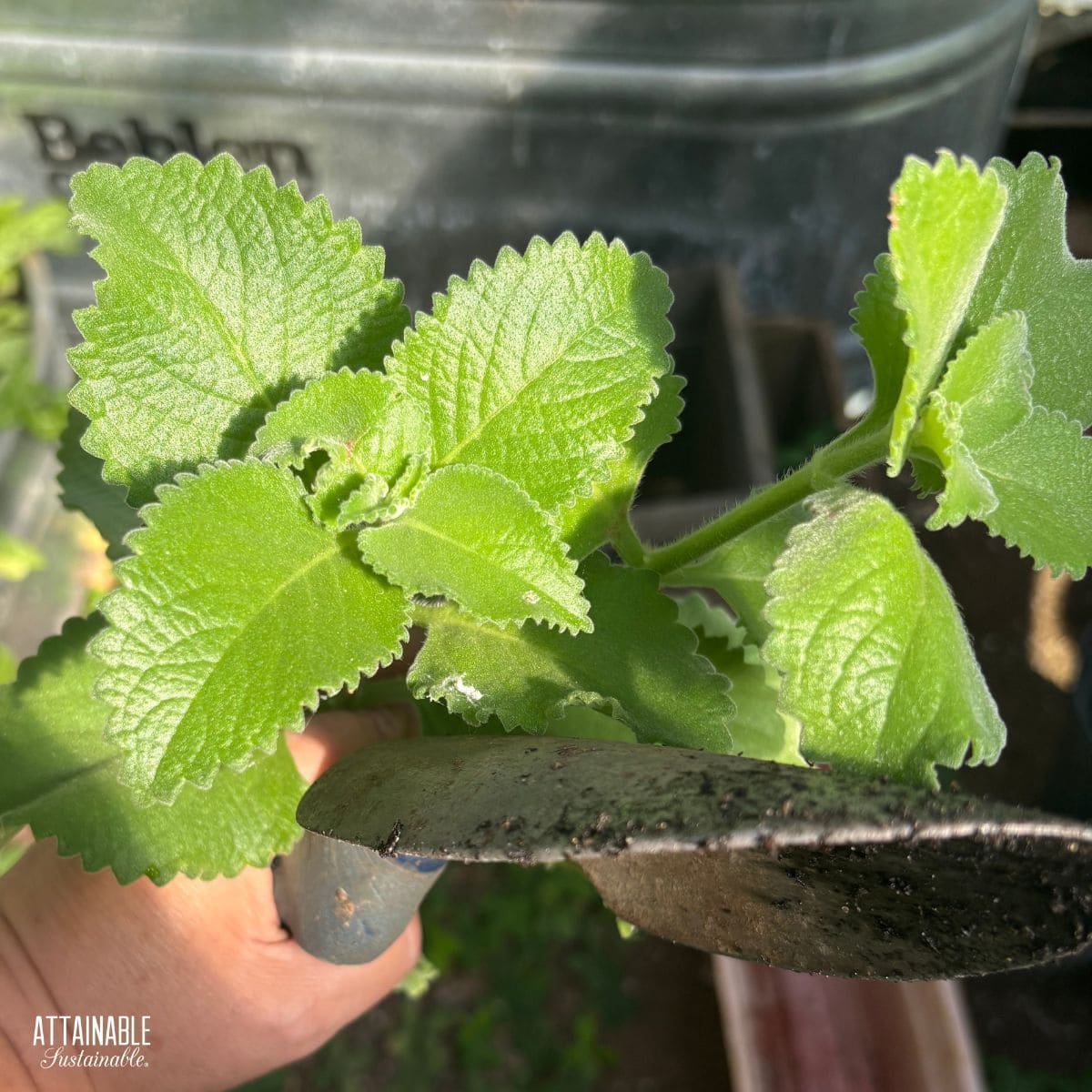 cuban oregano leaves in dappled sunlight.