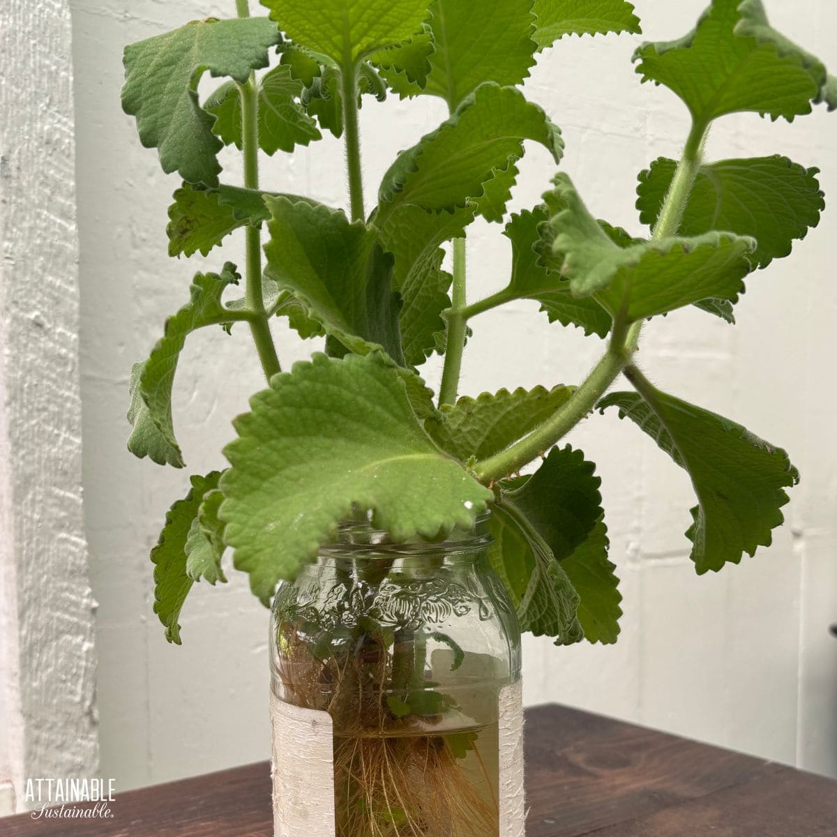stems of a leafy plant in a jar.