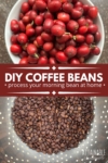 red coffee cherry at top, roasted beans at bottom.