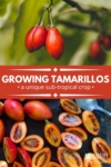 2 panel, close up of tamarillo fruit on a tree and sliced open fruit with pulp.